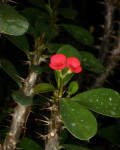 Euphorbia milii