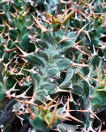 Euphorbia mkuziensis