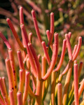 Euphorbia tirucalli 'Rosea'