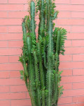 Euphorbia trigona