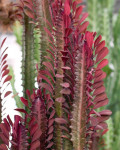 Euphorbia trigona Rubra