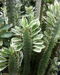 Euphorbia trigona variegata