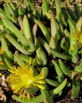 Faucaria Albidens