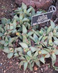 Faucaria Britteniae