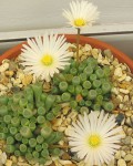 Fenestraria