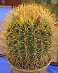 Ferocactus Chrysacanthus
