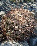 Ferocactus Cylindraceus