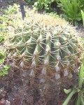 Ferocactus Diguetii