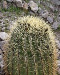 Ferocactus Eastwoodiae