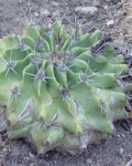 Ferocactus Echidne