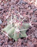 Ferocactus Emoryi