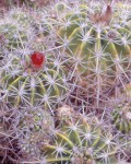 Ferocactus Flavovirens