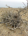 Ferocactus Fordii