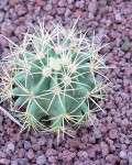 Ferocactus Glaucescens