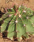 Ferocactus Haematacanthus