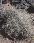 Ferocactus Hamatacanthus