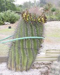 Ferocactus Herrerae