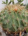 Ferocactus Histrix