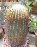 Ferocactus Johnstonianus