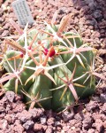 Ferocactus Latispinus