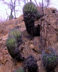 Ferocactus Lindsayi