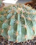 Ferocactus Macrodiscus