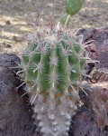 Ferocactus Peninsulae