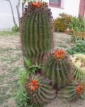 Ferocactus Pilosus