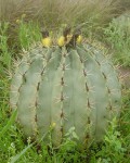 Ferocactus Pottsii