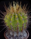 Ferocactus Reppenhagenii