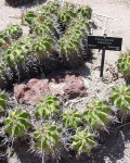 Ferocactus Robustus