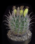 Ferocactus Santa-maria
