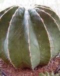 Ferocactus Schwarzii