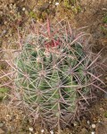 Ferocactus Tiburonensis