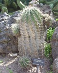 Ferocactus Townsendianus