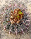 Ferocactus Viridescens