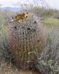 Ferocactus Wislizeni