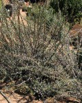 Fouquieria Burragei
