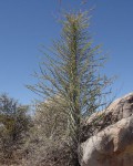 Fouquieria Columnaris