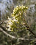 Fouquieria Fasciculata