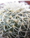 Frailea Curvispina