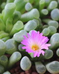 Frithia