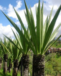Furcraea andina
