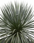 Furcraea bedinghausii