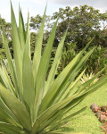 Furcraea cabuya