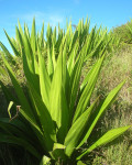 Furcraea foetida