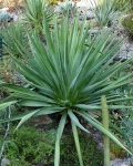 Furcraea guatemalensis