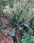 Furcraea guerrerensis