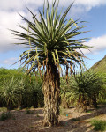 Furcraea macdougallii