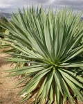 Furcraea parmentieri